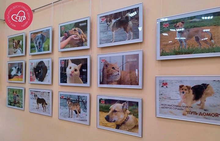 «Путь домой»: фотовыставка о надежде и преданности