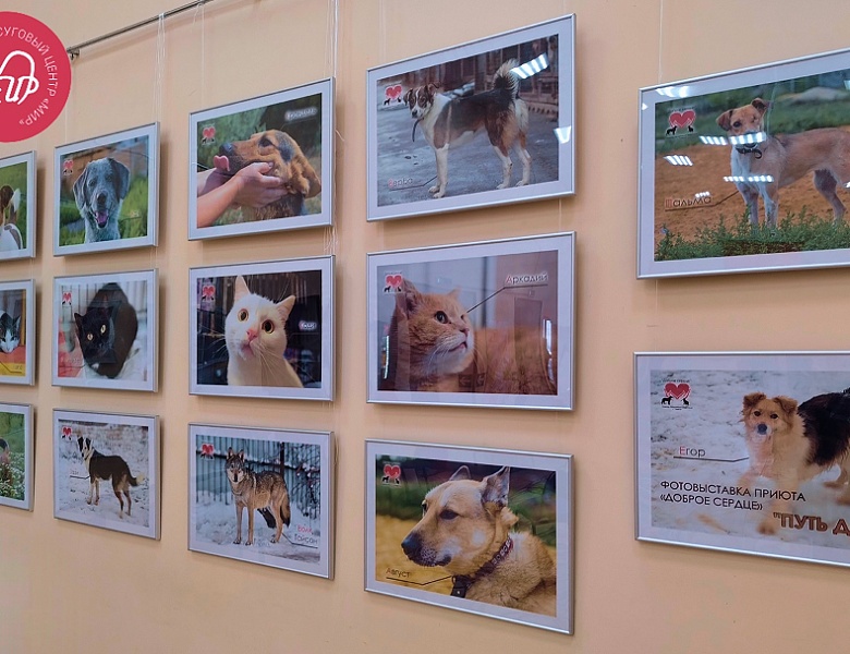 «Путь домой»: фотовыставка о надежде и преданности